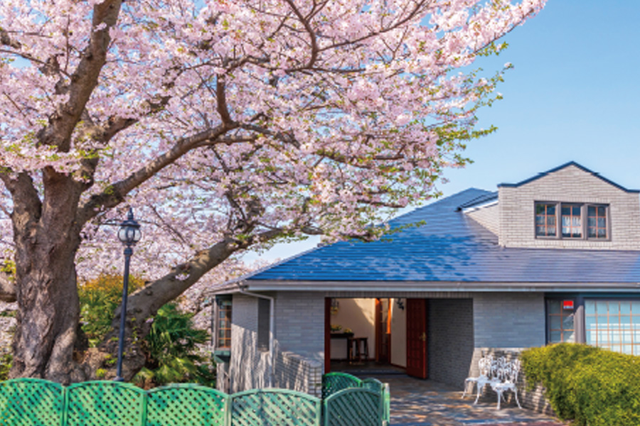 ローズホテル横浜｜ザ・ローズレジデンス｜桜｜花見